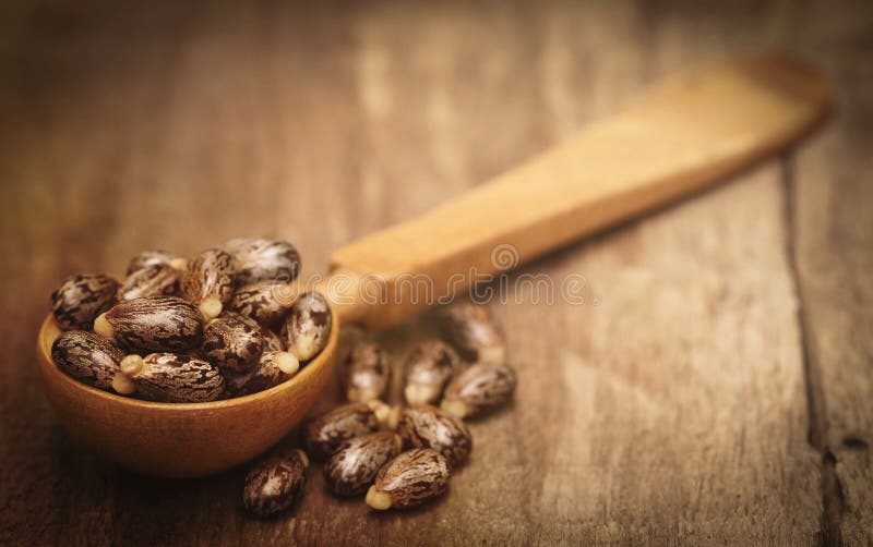 Castor beans royalty free stock images