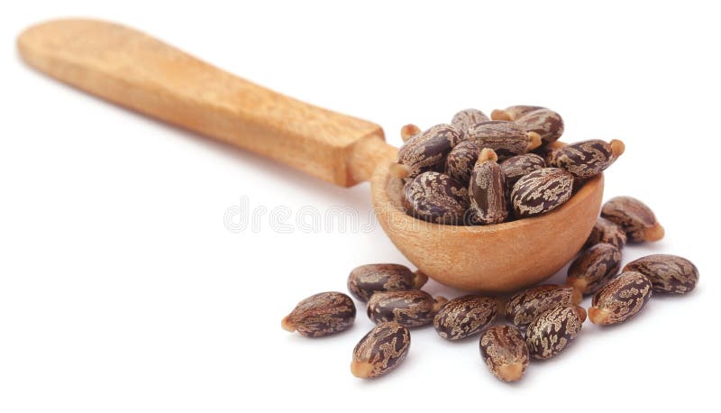 Castor beans in wooden spoon royalty free stock images