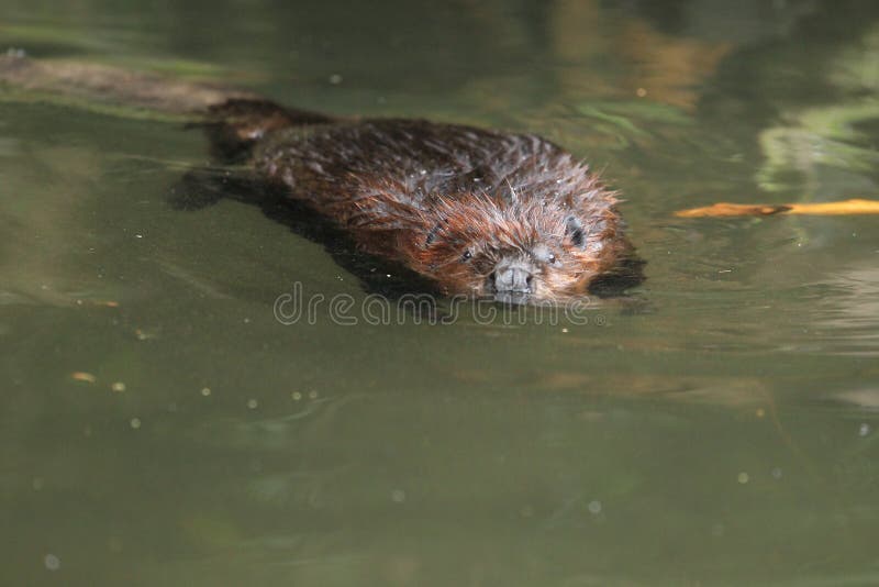 Castor Adulto Que Come Una Planta En Isla Navarino, Patagonia Castor En