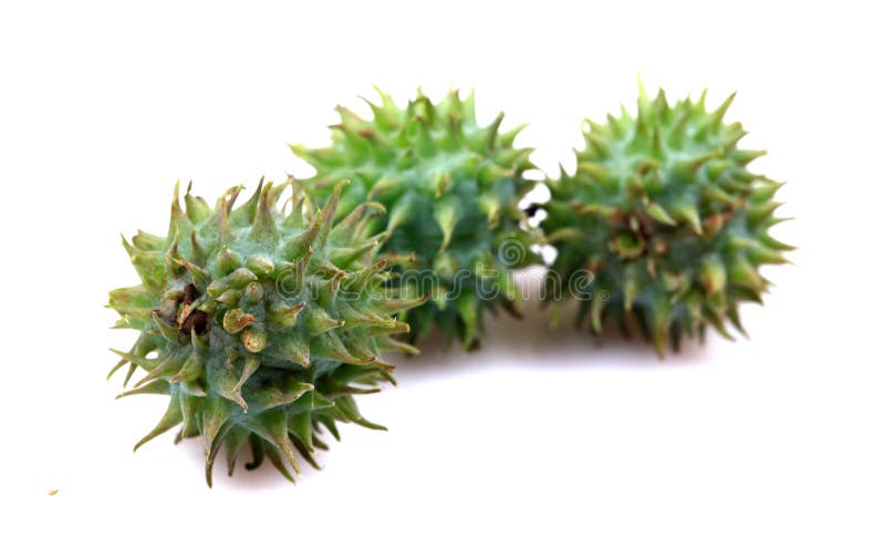 Castor plant fruits isolated on white background. Castor plant fruits isolated on white background.