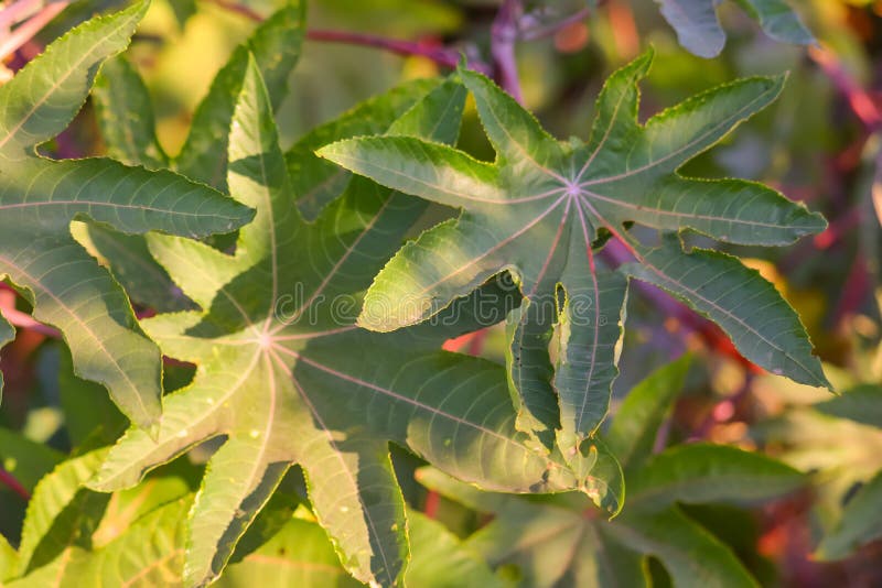 Castor Leaf,castor Plants Green Leaves,close Up View of Castor Leaves