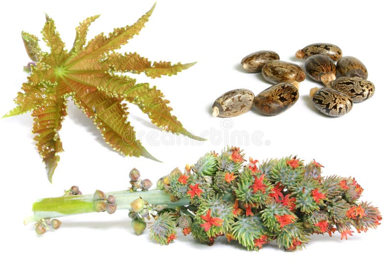 Castor oil leaf, flower head and seeds; latterare the source of both castor oil and of ricin; just the seeds in the photo would kill an adult many times over