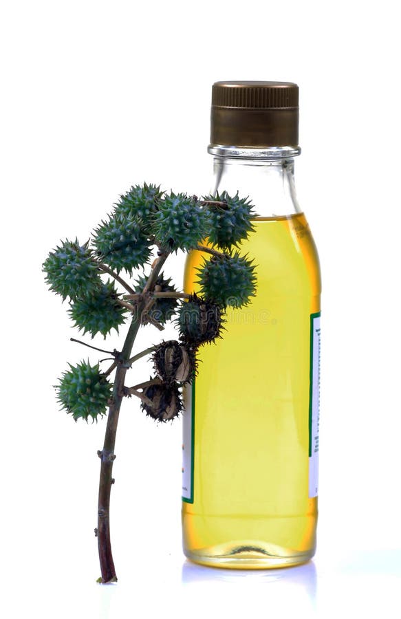 Castor oil bottle with castor fruit bunch isolated on white background..