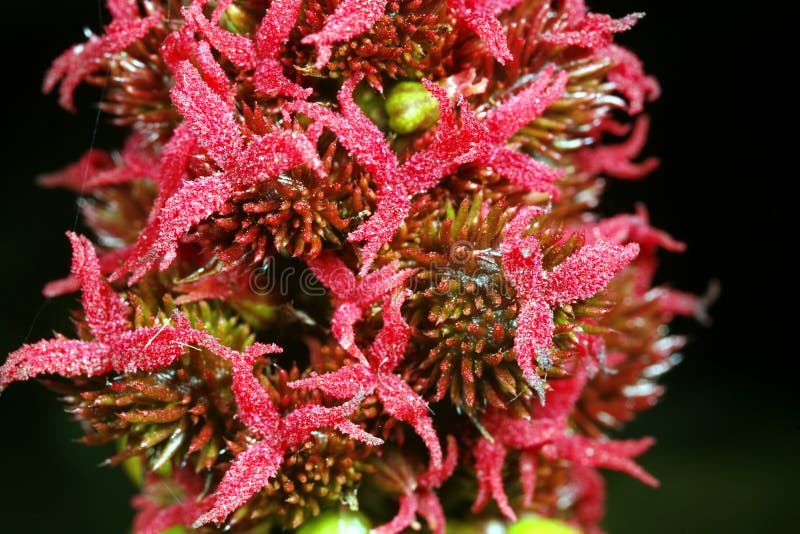 Castor oil plant (Ricinus communis)