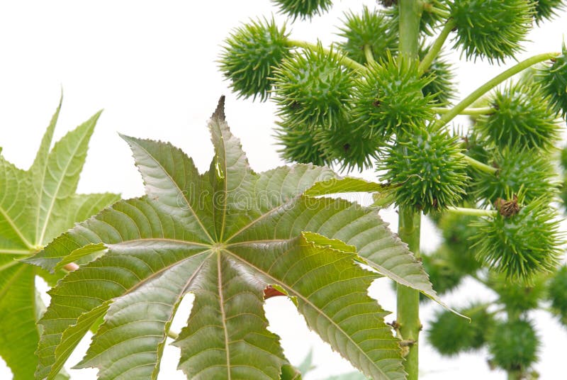 Castor oil plant, green ricinus. Castor oil plant, green ricinus