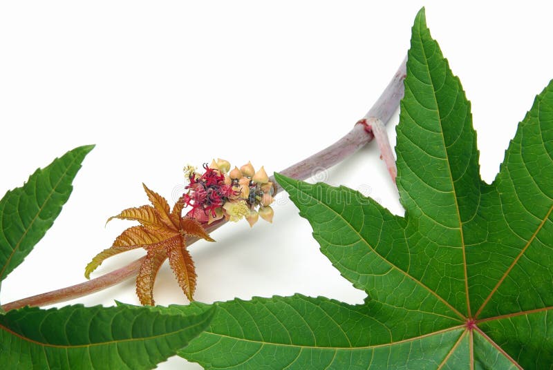 On white, details of a castor oil plant