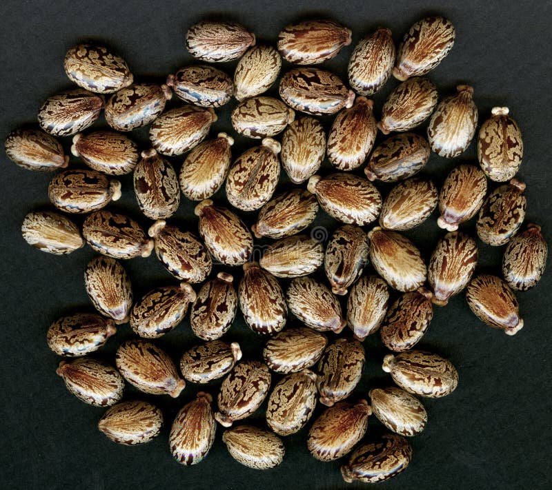 Castor Oil Plant Beans / Seeds (Ricinus Communis) Stock