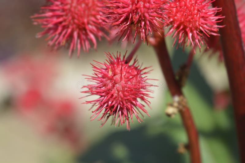 Castor oil plant stock photo. Image of name, nature 209113142