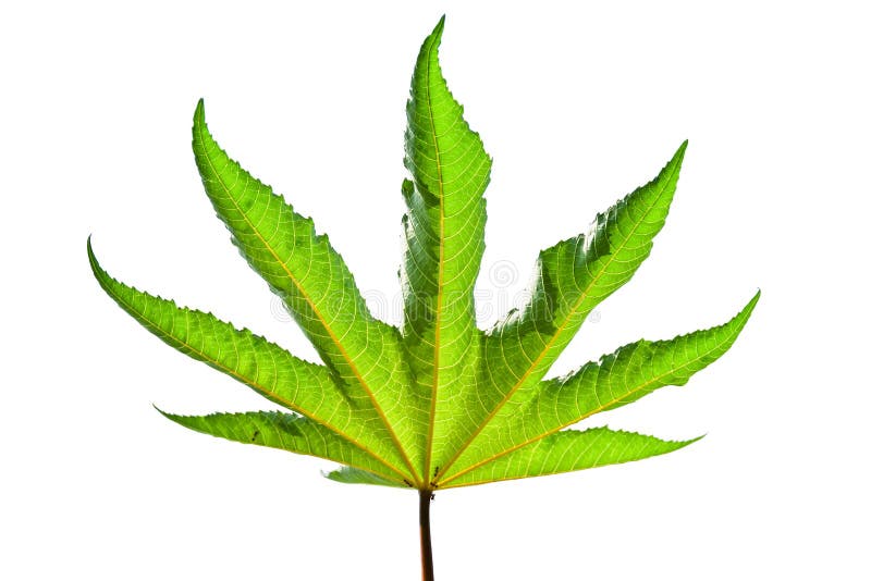 Castor oil plant leaf stock photo. Image of color, christi 28860166