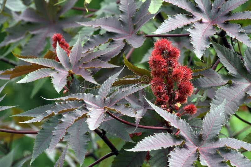 Castor oil plant, vegetal from where extracts the known laxative castor oil, used to produce biodiesel. Castor oil plant, vegetal from where extracts the known laxative castor oil, used to produce biodiesel