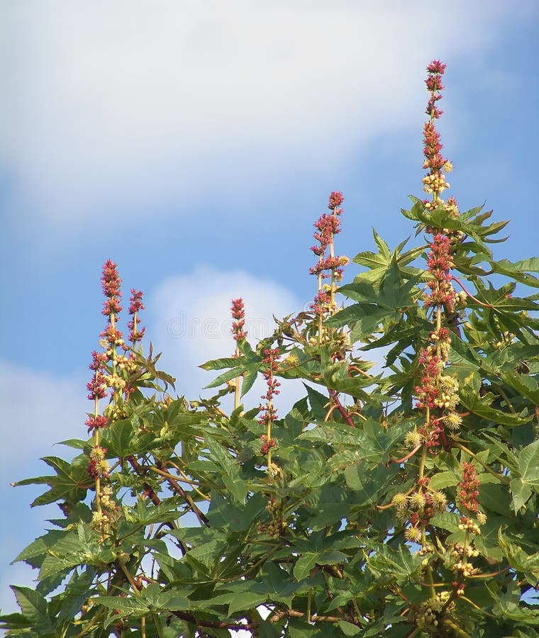 A large specimen of ricinus communis with blue sky an white clouds behind. Leaves flowers and fruit can be seen clearly. Polular as an ornamental garden plant and a for production of castor oil. It is also the source of the poison ricin. A large specimen of ricinus communis with blue sky an white clouds behind. Leaves flowers and fruit can be seen clearly. Polular as an ornamental garden plant and a for production of castor oil. It is also the source of the poison ricin.