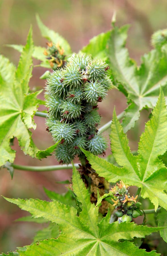 Closeup shot of castor plant.