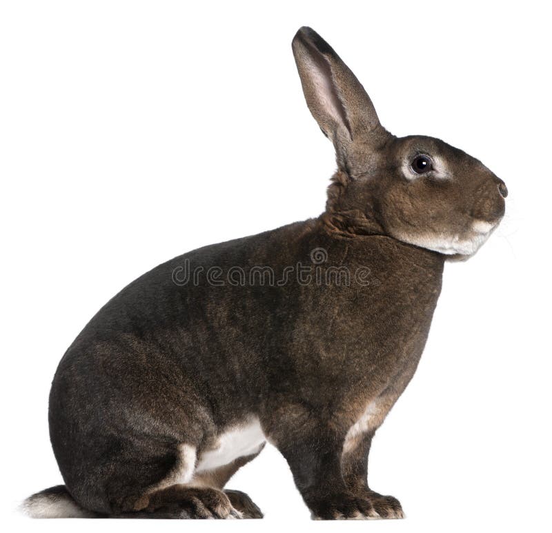 Castor Rex rabbit in front of white background