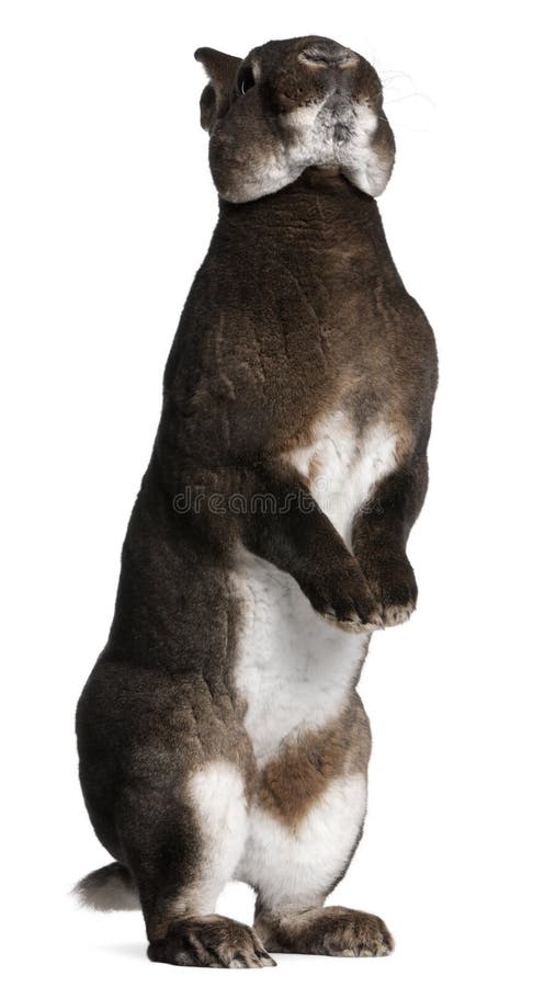 Castor Rex rabbit standing on hind legs in front of white background