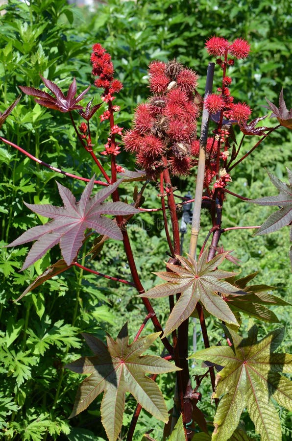 Castorbean (communis Ricinus) royaltyfria foton Castorbean (communis Ricinus) royaltyfria foton
