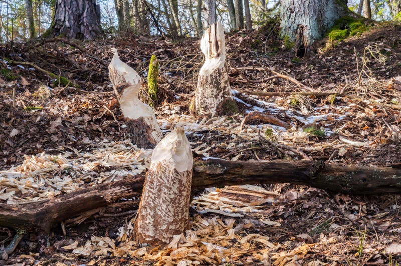 Castores borbulharam o tronco de uma árvore. marcas de dentes de castor em árvores. árvores na floresta no inverno