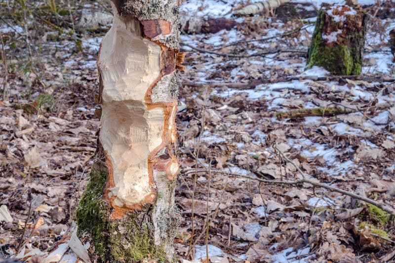 Castores borbulharam o tronco de uma árvore. marcas de dentes de castor em árvores. árvores na floresta no inverno