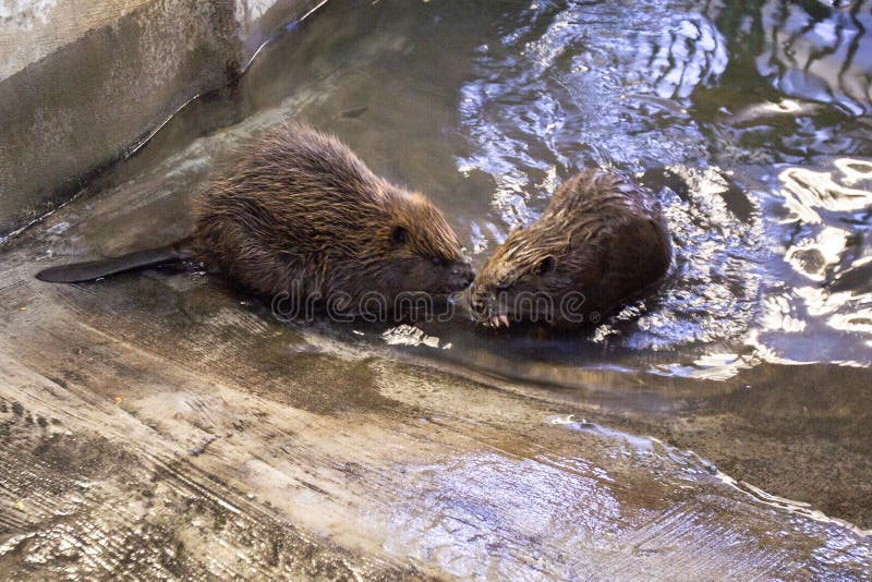 Voronezh Reserve is located in the central part of European Russia. The Beaver Town complex was created on the basis of an experimental beaver nursery, which dates back to 1932. Voronezh Reserve is located in the central part of European Russia. The Beaver Town complex was created on the basis of an experimental beaver nursery, which dates back to 1932.