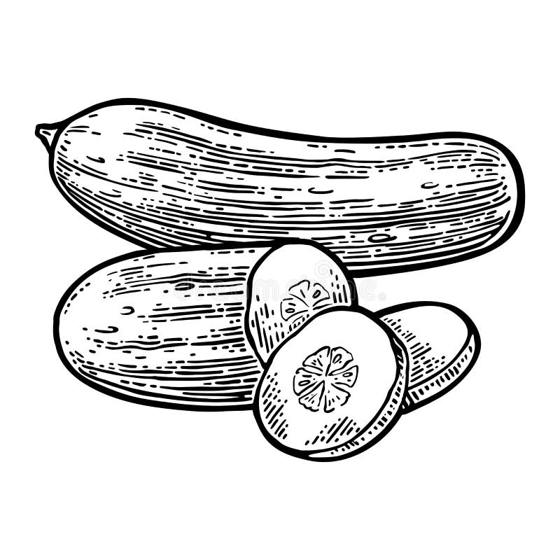 Castraveți verzi proaspeți, întregi felii royalty free illustration