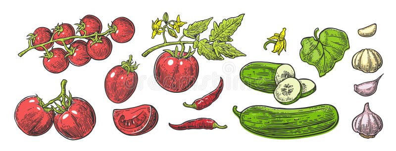 Castraveți verzi proaspeți, întregi semicarcase și flori. royalty free illustration