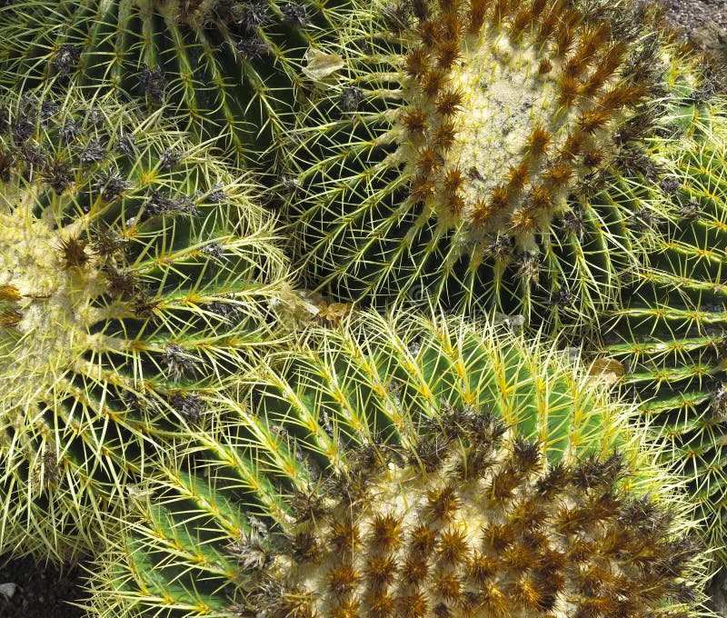 Castuses royalty free stock images