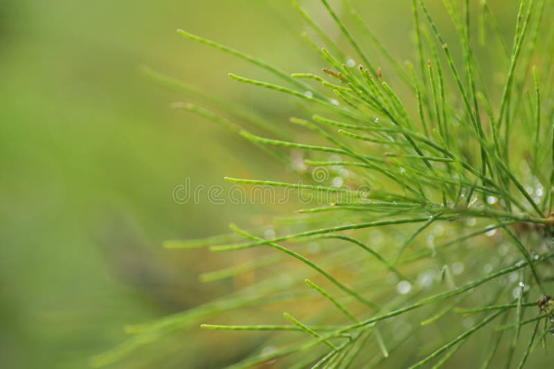 Casuarina equisetifolia frunză unul din genul de pin royalty free stock images