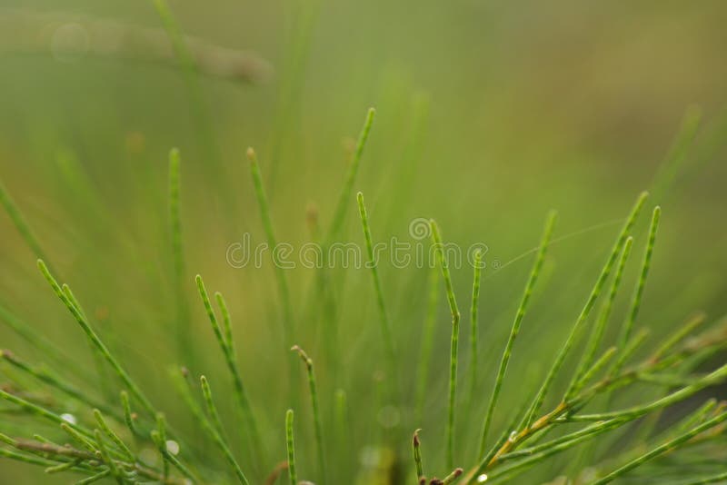 Casuarina equisetifolia frunză unul din genul de pin stock images