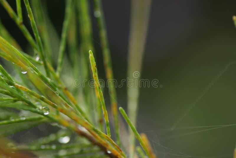 Casuarina equisetifolia frunză unul din genul de pin stock image