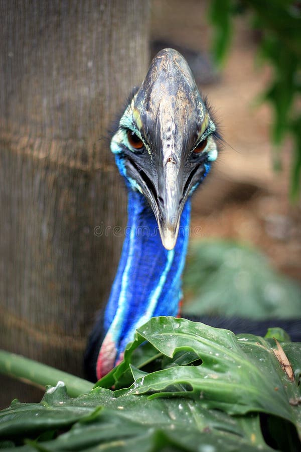 Bebé Meridional Del Casuario Imagen de archivo Imagen de cassowary