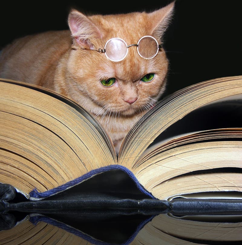 3,934 Cat Reading Stock Photos - Free & Royalty-Free Stock Photos from  Dreamstime