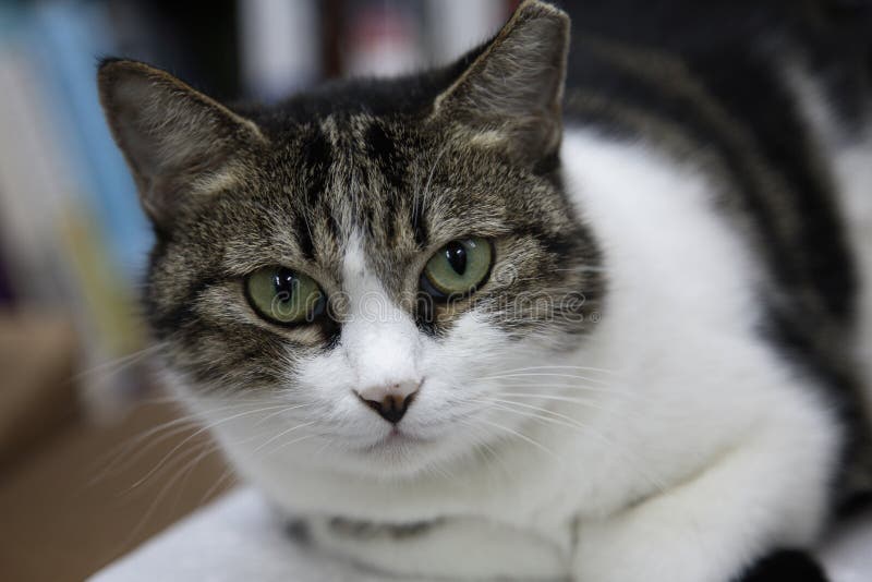 Pet Cat with Tick Near Eye. Ixodes Scapularis. Stock Image - Image of ...