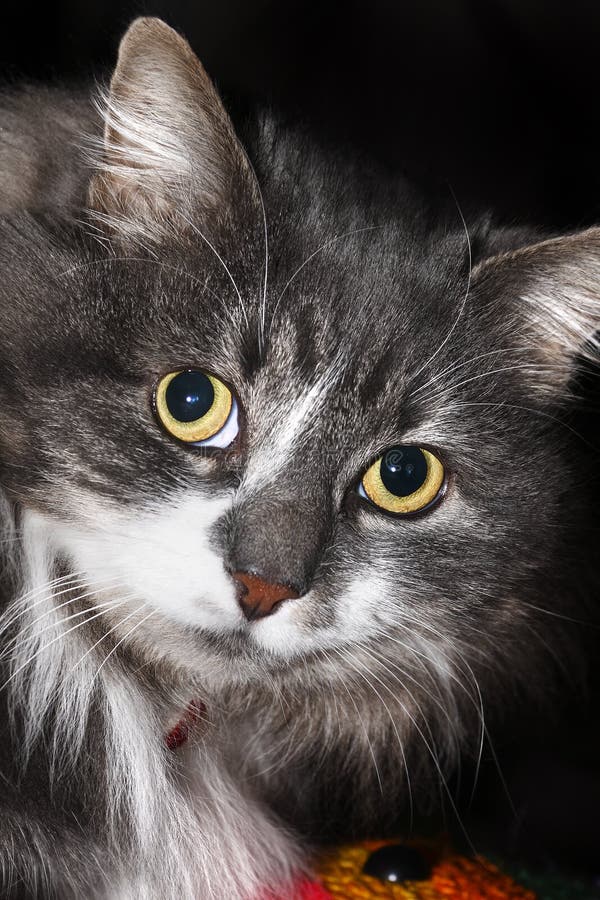 Cat royalty free stock photography