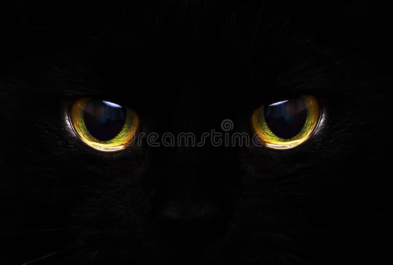 Gatos ojos brillante en oscuro.