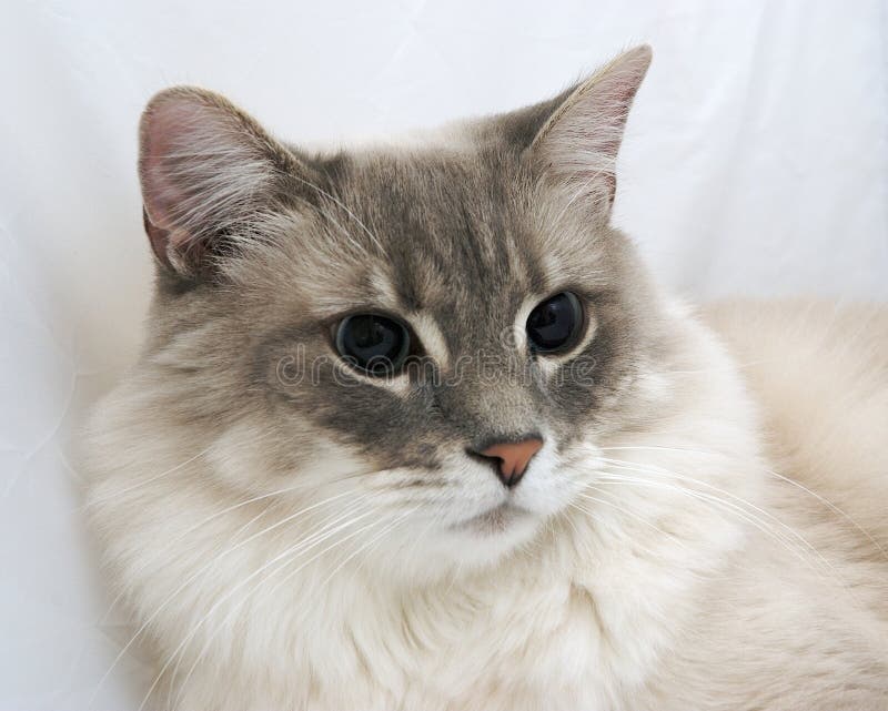 Cat stock photo. Image of hunt, face, jungle, cats, kitten - 2283640