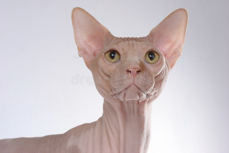 dog drinks a lot of water and throws up