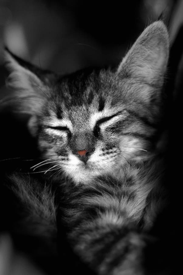 Sleeping Cat Dreaming of Mice Stock Image - Image of snore, caption ...