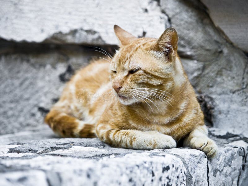Cat eating mouse stock image. Image of chewing, domestic 5570655