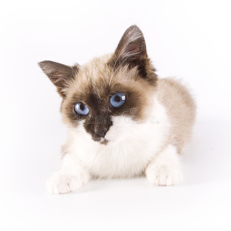 Thai Cat on White Background Stock Photo - Image of nice, blue: 29219564