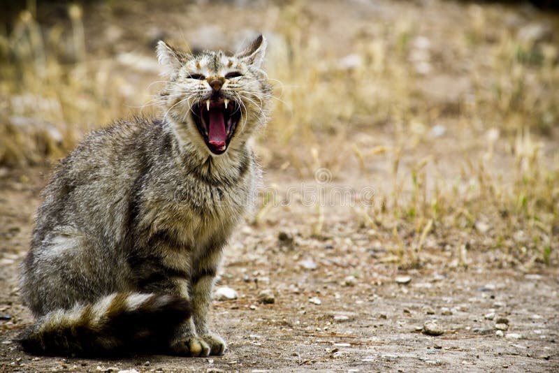 Growling Cat Stock Images Download 953 Royalty Free Photos