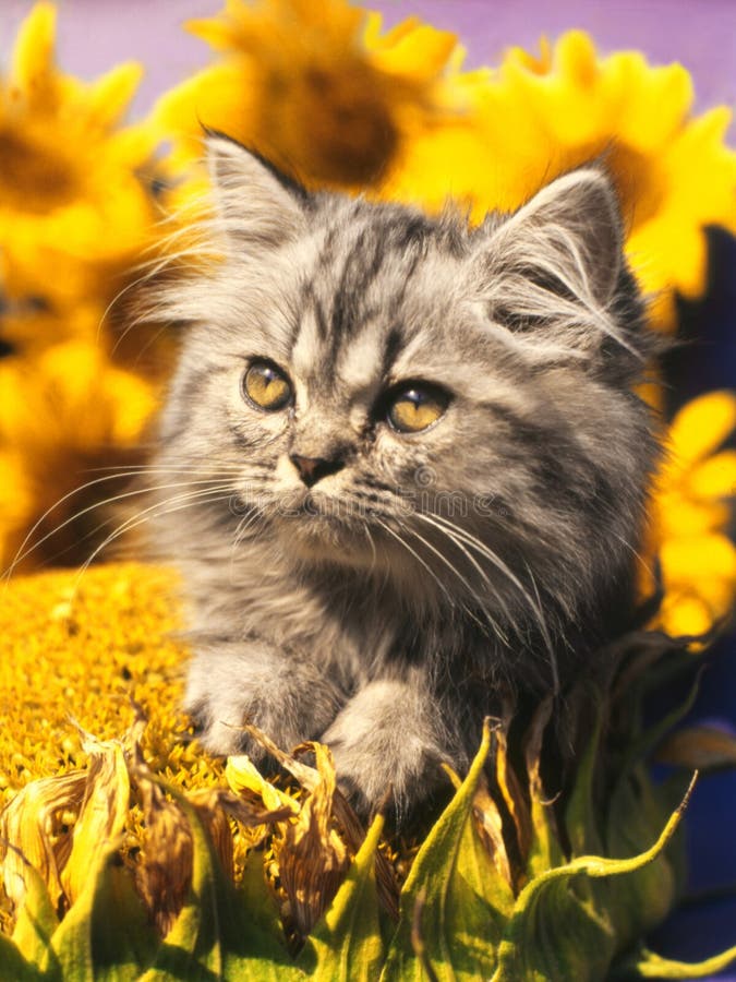 443 Cat Sunflower Photos Free & RoyaltyFree Stock Photos from Dreamstime