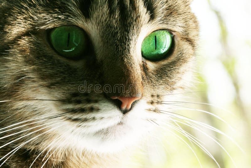 Cat for big green eyes