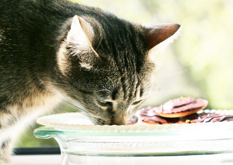 Cat eating on blur background