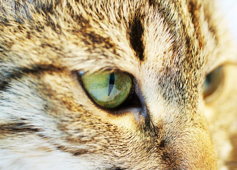 Cat for freen eye close up