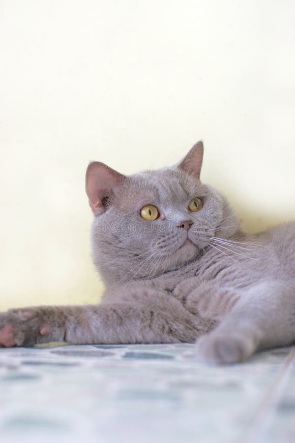 White Exotic Persian Copper Eye Cat Black Velvet Stock ...