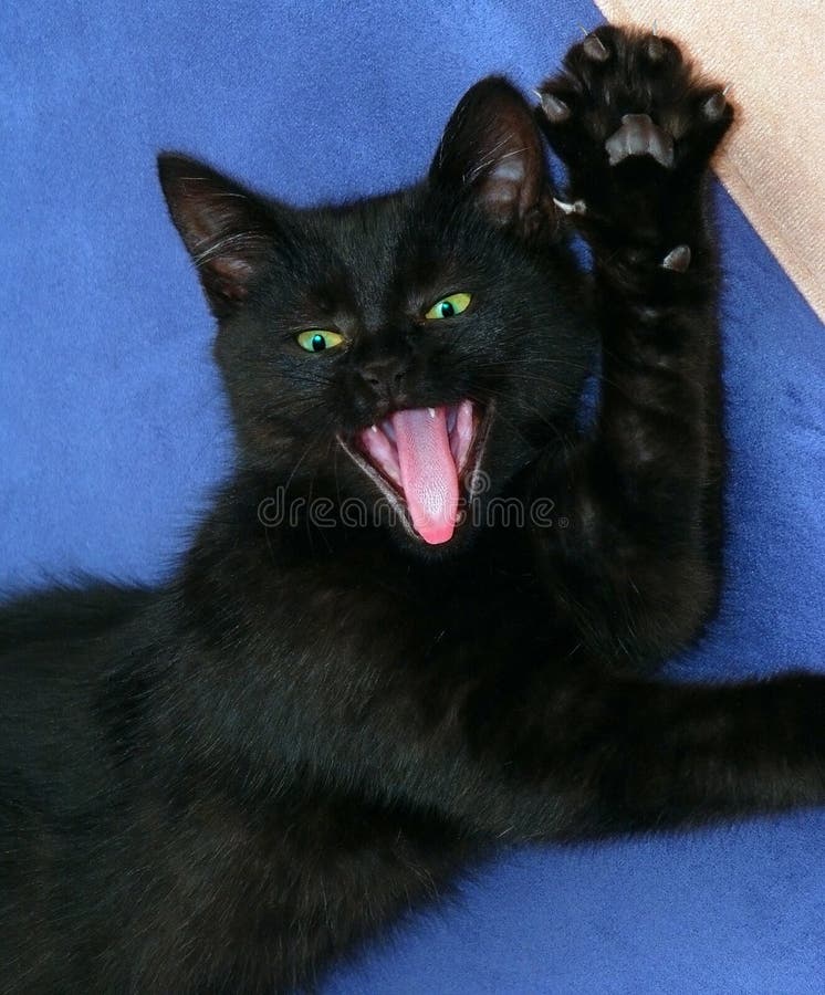 Cat stock photo Cat stock photo