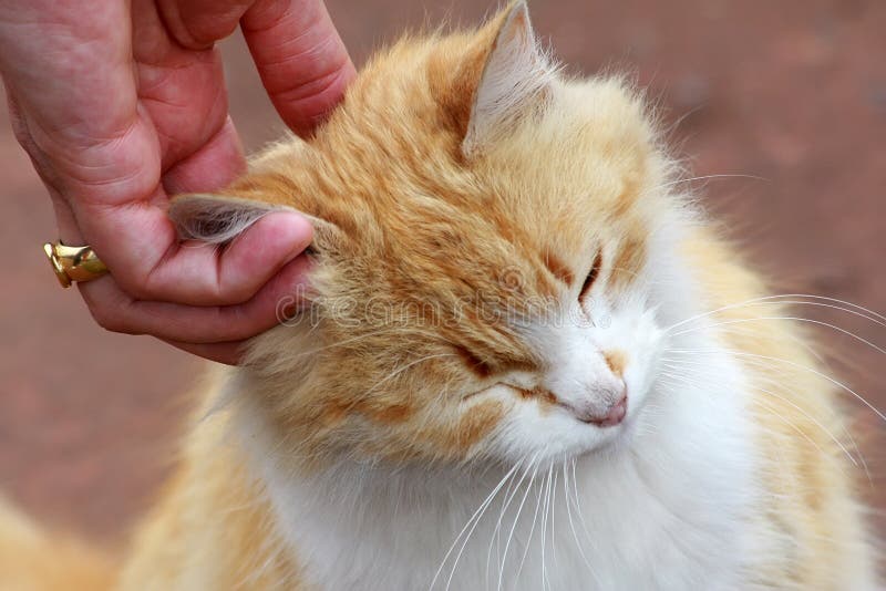 2,437 Cat Touching Stock Photos Free & RoyaltyFree Stock Photos from