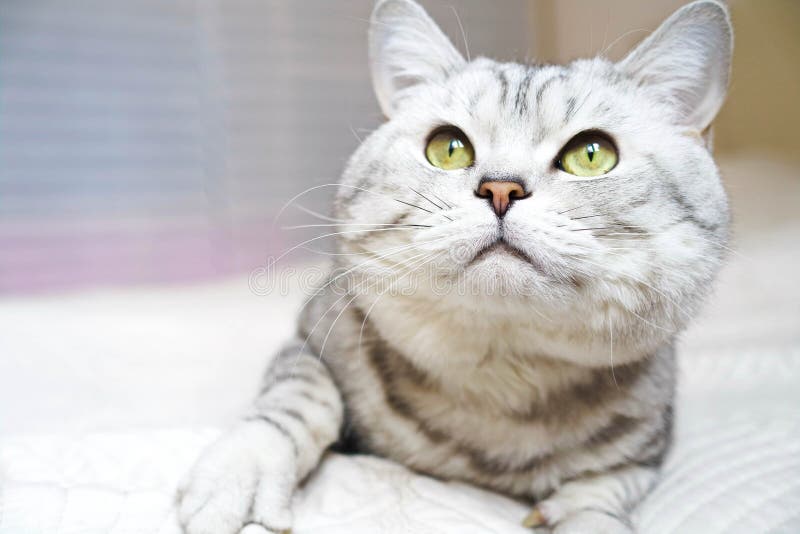 Cat is an adult with green eyes. stock photo Cat is an adult with green eyes. stock photo