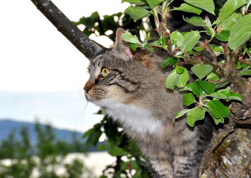 Cat in apple tree royalty free stock photo
