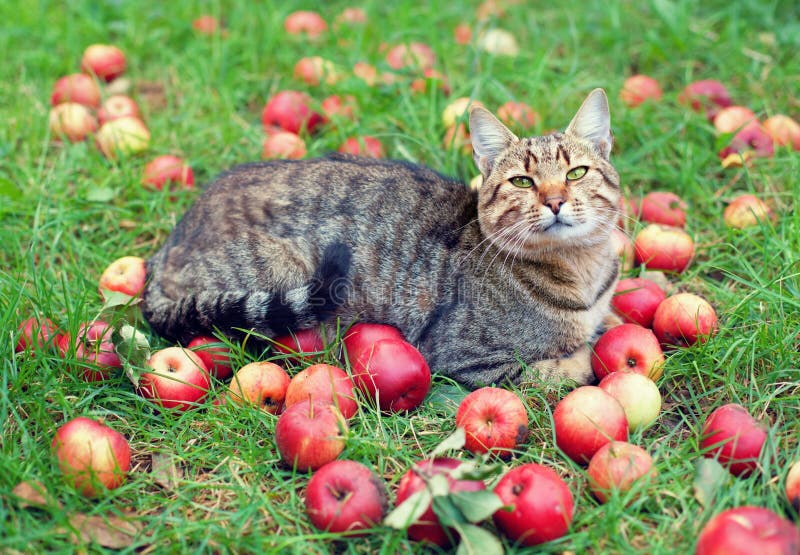Cat and Apples stock image. Image of apple, cute, harvest 37034037
