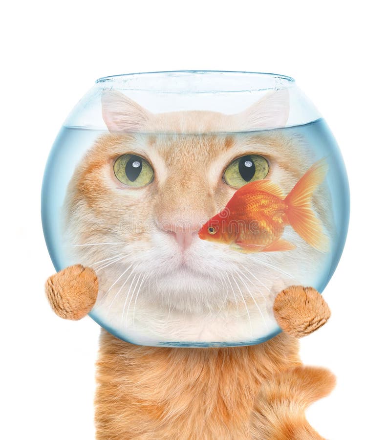 Cat with an aquarium. stock photo. Image of fish, furry 55501834